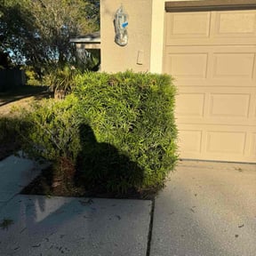 Bush Trimming by Azuloutdoorservices@gmail.com reviewed on November 20, 2025