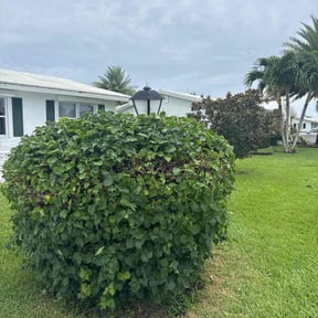 Bush Trimming by Adkins Landscapes reviewed on October 20, 2025