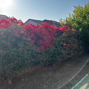 Bush Trimming by Sergio reviewed on August 20, 2025