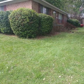 Bush Trimming by Andy's Lawn Services reviewed on August 15, 2025
