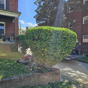 Bush Trimming by Greenlawnz landscaping reviewed on August 16, 2025