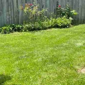 Bush Trimming by Sergio The Lawn Guy reviewed on August 15, 2025