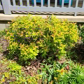 Bush Trimming by Crowder's lawn care reviewed on August 17, 2025