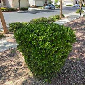 Bush Trimming by Ideal Design Landscape &amp; Property Maintenance reviewed on May 5, 2026