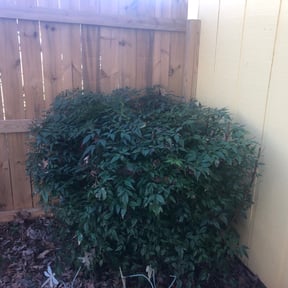 Bush Trimming by Masters Touch Outdoor Services LLC reviewed on August 18, 2025