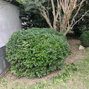Bush Trimming by David Peters reviewed on August 17, 2025