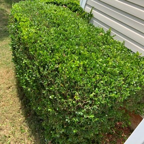 Bush Trimming by José Peraza All House Service reviewed on August 16, 2025