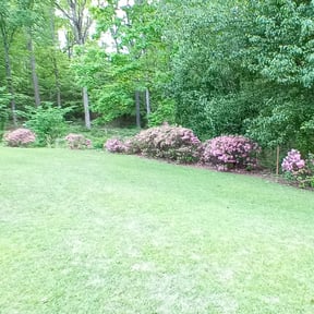 Bush Trimming by CRP Landscape reviewed on August 18, 2025
