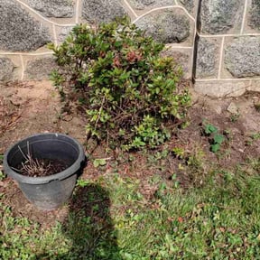 Bush Trimming by Hh landscapers llc reviewed on February 2, 2026