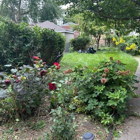 Bush Trimming by Eagle Lawn Care reviewed on August 17, 2025