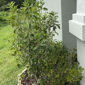 Bush Trimming by Showplace Lawns reviewed on August 19, 2025