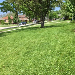 turf maintenance by RC3 services reviewed on April 2, 2024