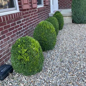 Bush Trimming by PPPlawn reviewed on August 18, 2025