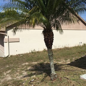 Bush Trimming by Royalty lawn care reviewed on August 21, 2025
