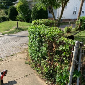 Bush Trimming by AFL Lawn Care reviewed on November 20, 2025