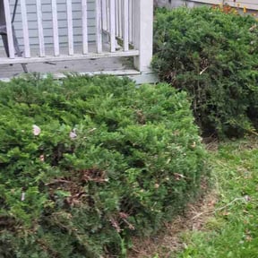 Bush Trimming by Enclave Landscape Management reviewed on August 20, 2025