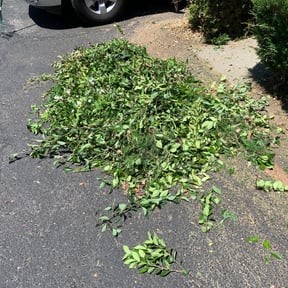 Leaf Removal by truckster mowing reviewed on October 3, 2025