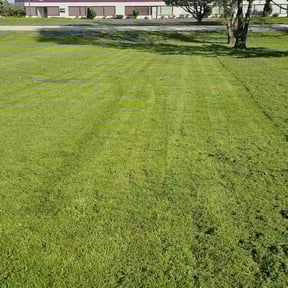 grass maintenance by Trip reviewed on May 11, 2024