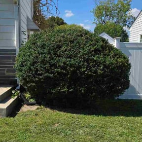 lawn care services by Sweat Equity Services reviewed on June 8, 2025