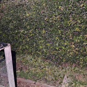 Bush Trimming by Davids Lawn and Koi reviewed on November 19, 2025