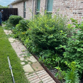 Bush Trimming by Rare gardens reviewed on August 17, 2025
