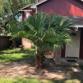 Bush Trimming by electric landscaping llc reviewed on August 15, 2025