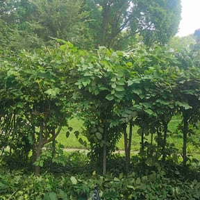 Bush Trimming by Kountry Bros Landscaping  reviewed on November 5, 2025