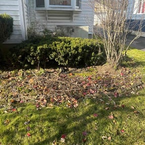 Bush Trimming by Residential maintenance reviewed on August 17, 2025
