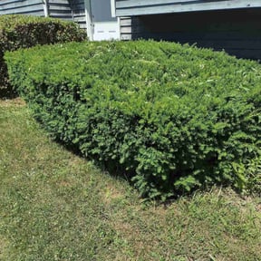 Bush Trimming by Schuetz Landscaping Services reviewed on August 21, 2025