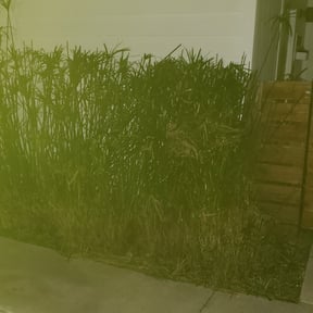 Bush Trimming by S & G Landscaping, Inc. reviewed on August 15, 2025