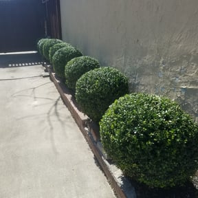 Bush Trimming by Mastermind lawn and landscaping reviewed on August 13, 2025