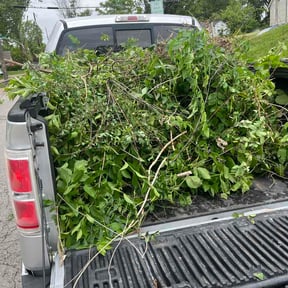 Bush Trimming by Fast and friendly Lawn Care reviewed on May 14, 2026