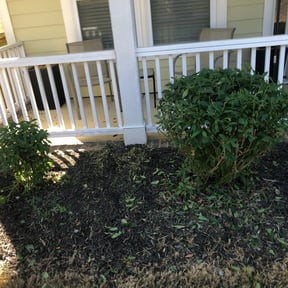 Bush Trimming by Premium Design Landscaping Inc reviewed on August 16, 2025