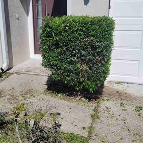 Bush Trimming by Bert's Home Aesthetics reviewed on August 16, 2025