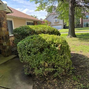 Bush Trimming by Var Landscape reviewed on August 18, 2025