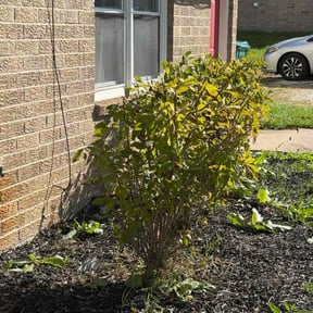 Bush Trimming by B.mendoza lanscaping reviewed on October 20, 2025