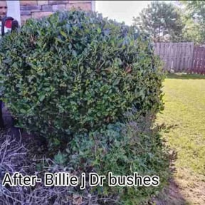 Bush Trimming by Edgar Yanez Services reviewed on August 16, 2025