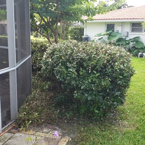 Bush Trimming by Exclusive Lawn Service reviewed on August 16, 2025
