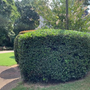 Bush Trimming by Big hungry lawn care reviewed on August 15, 2025