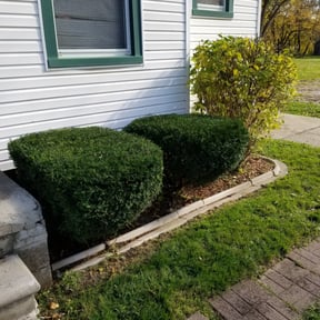 Bush Trimming by Top Turf L.L.C reviewed on August 20, 2025