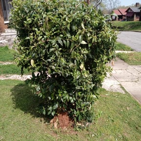 Bush Trimming by W. D. Giampa Lawn & Landscapes, INC. reviewed on August 15, 2025