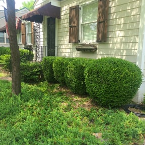 Bush Trimming by Flawless Lawns reviewed on August 18, 2025
