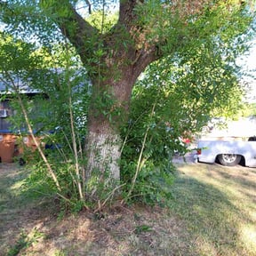 Bush Trimming by Clover construction LLC reviewed on October 8, 2023