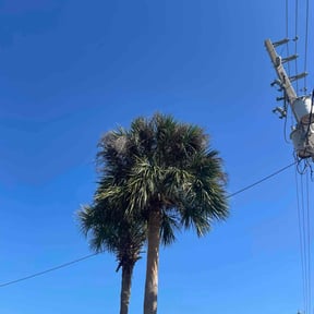 Tree Trimming by Perfection Lawn and Tree Service  reviewed on June 9, 2022