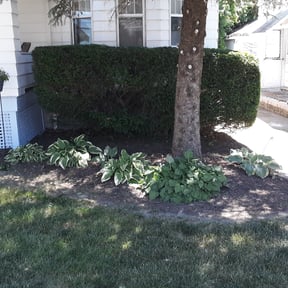 Bush Trimming by iFixPhx Handyman and Property Care reviewed on August 21, 2025