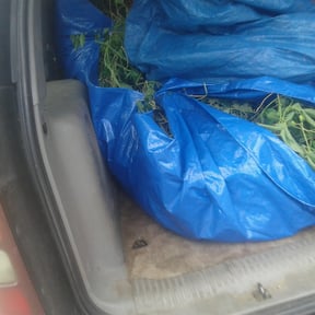 Bush Trimming by Berber Industries Landscaping reviewed on August 18, 2025