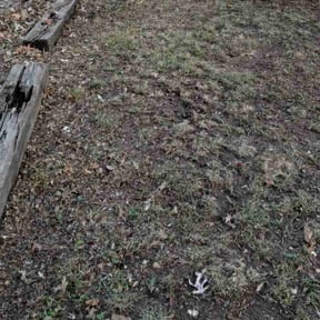 Leaf Removal by Edge to Hedge Lawncare LLC reviewed on September 27, 2025