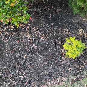 Flower Bed Weeding by MVD Lawncare LLC reviewed on October 18, 2025