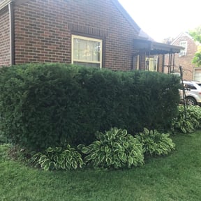 Bush Trimming by Cutz and Dumpz reviewed on August 21, 2025