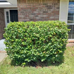 Bush Trimming by Putting Green Landscaping reviewed on August 15, 2025